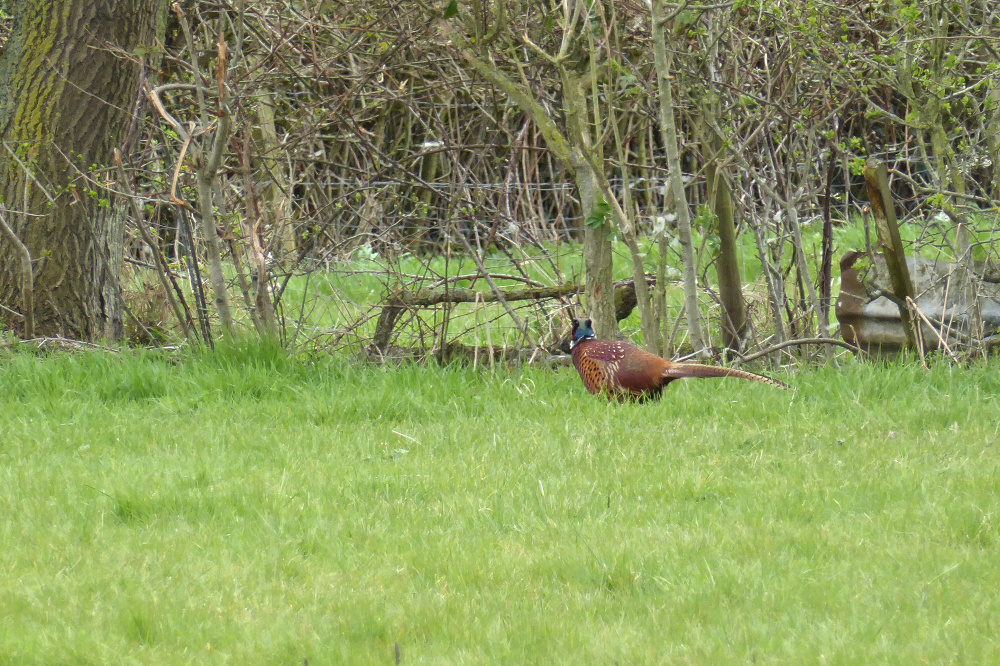 Pheasant at Rhydd Barn