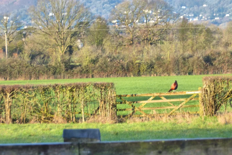 Pheasant perched on our gate with the Malvern Hills in the background