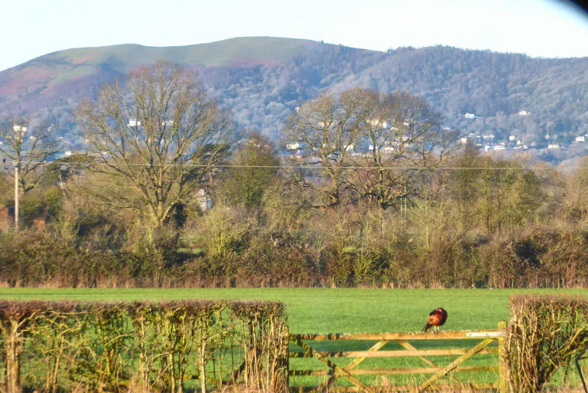 Pheasant perched on our gate with the Malvern Hills in the background
