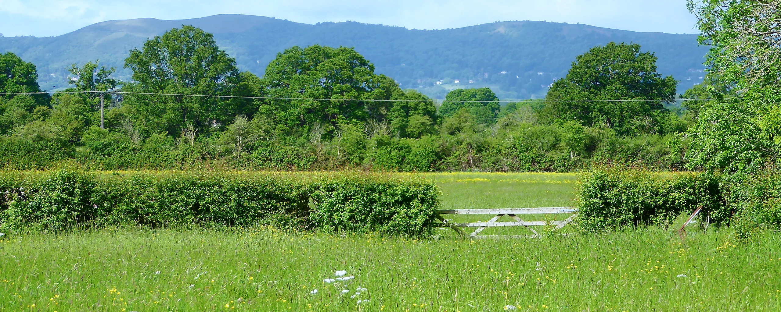 Malvern Hills summer view from Rhydd Barn, our paddock and field full of wild flowers and grasses