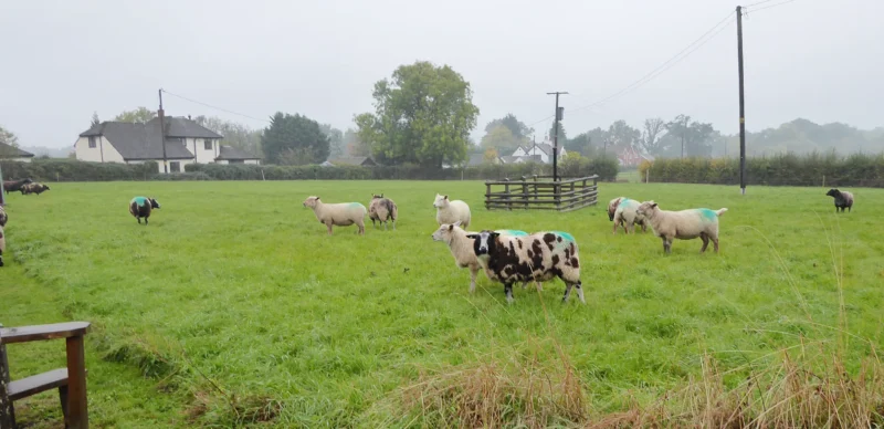 Sheep grazing our field at Rhydd Barn
